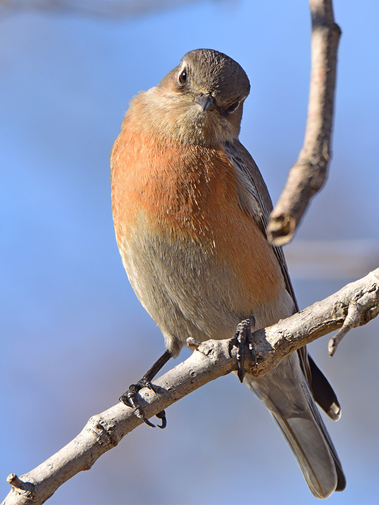 Bluebird2.jpg