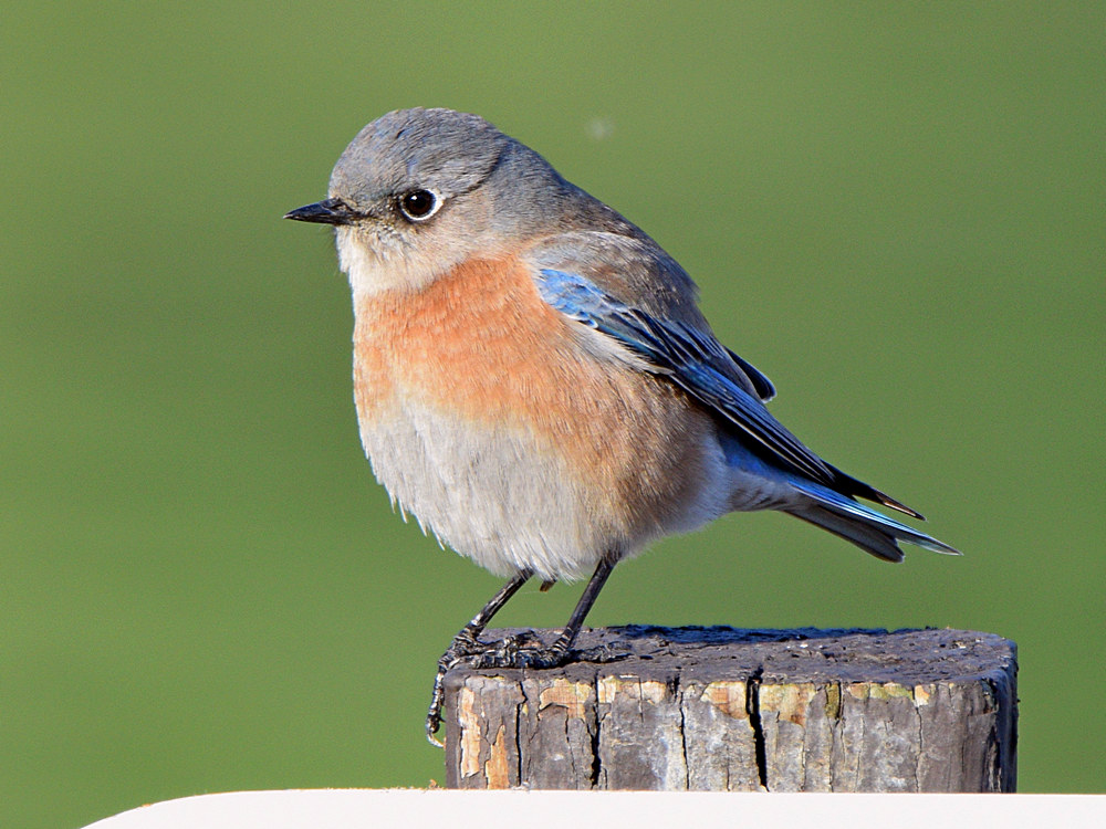 Bluebird2.jpg