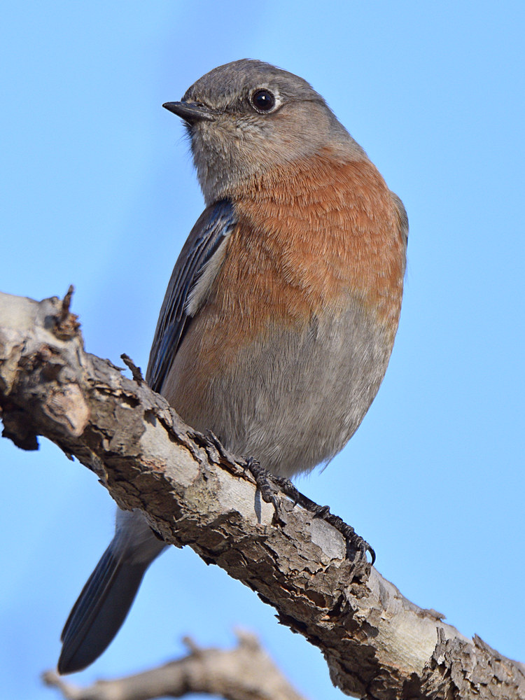 Bluebird2.jpg