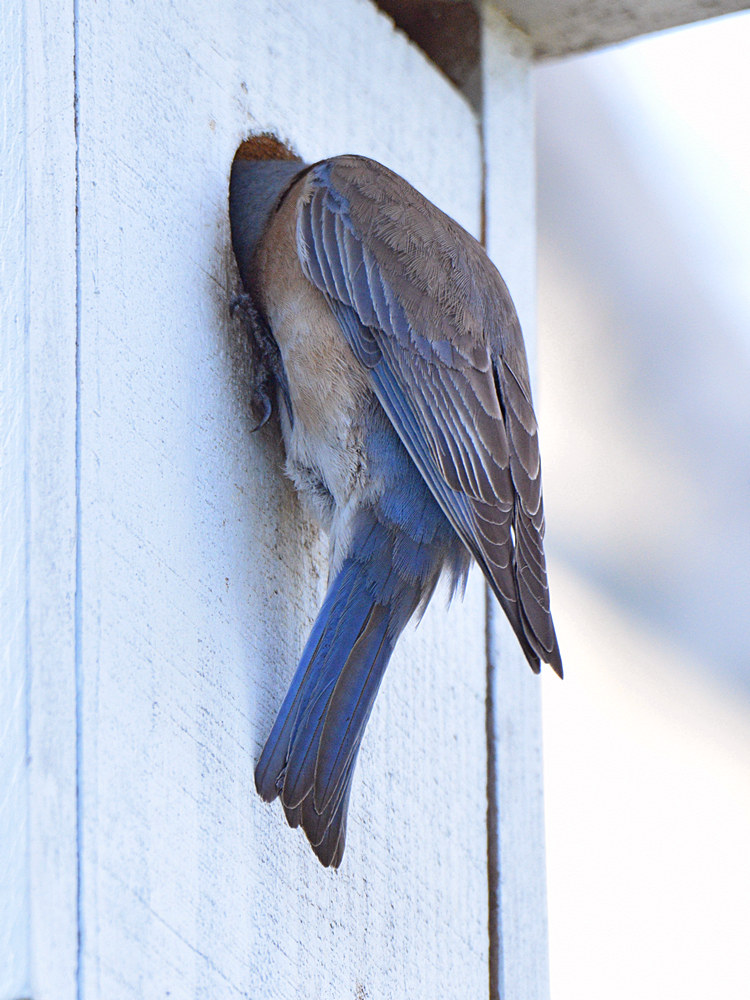 Bluebird2.jpg