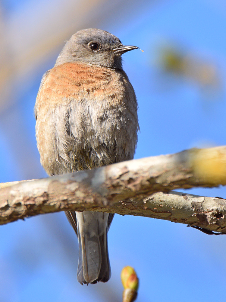 Bluebird2.jpg
