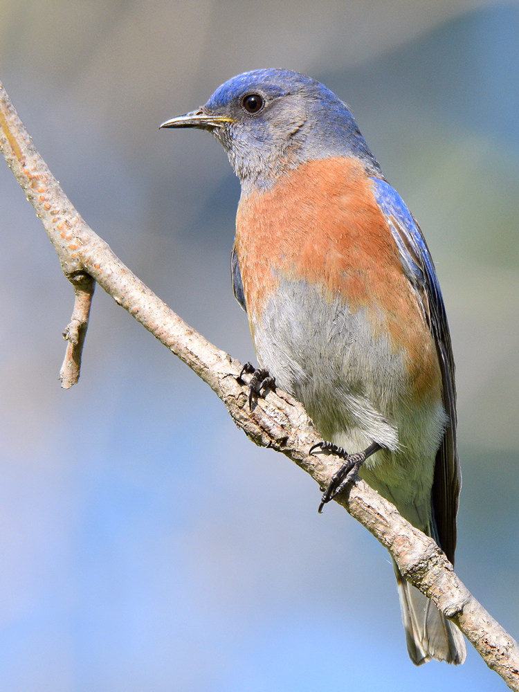 Bluebird2.jpg