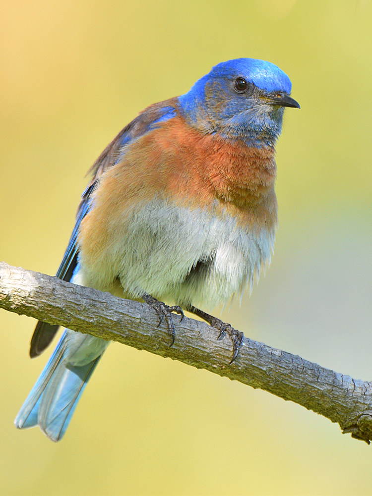 BlueBird2.jpg