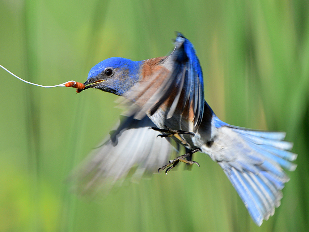 Bluebird2.jpg