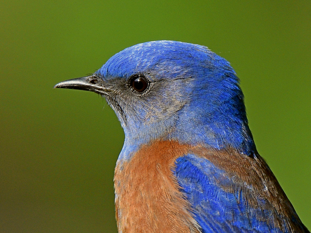 Bluebird2.jpg