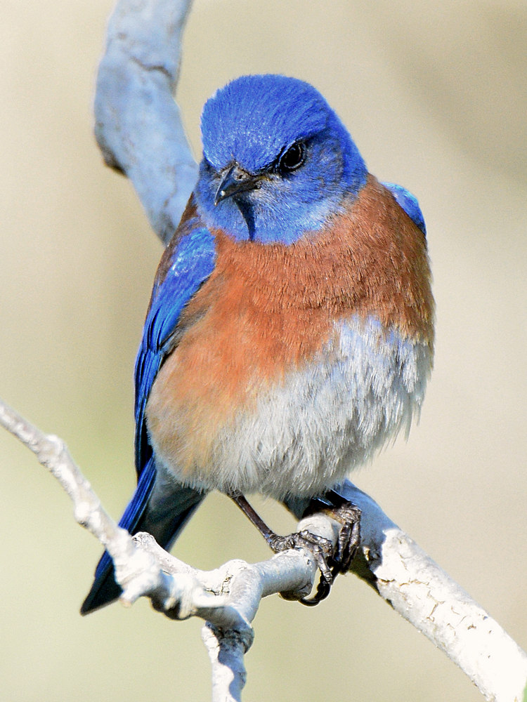 Bluebird2.jpg