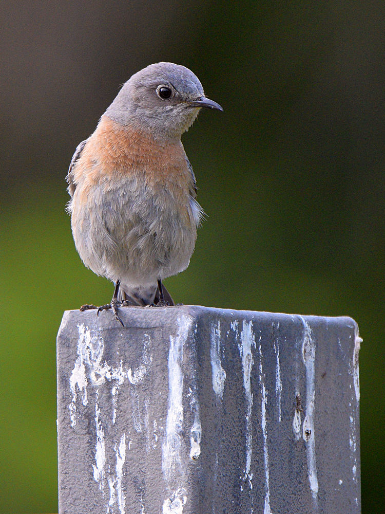 BlueBird2.jpg