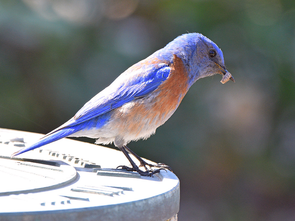 Bluebird2.jpg