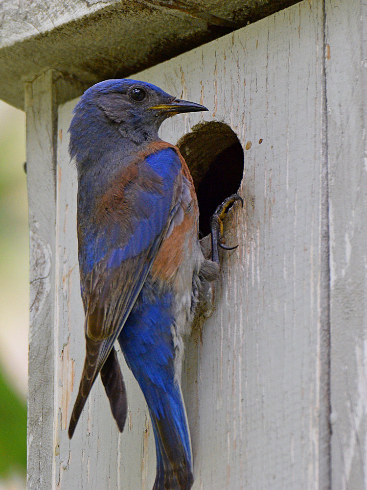 Bluebird2.jpg