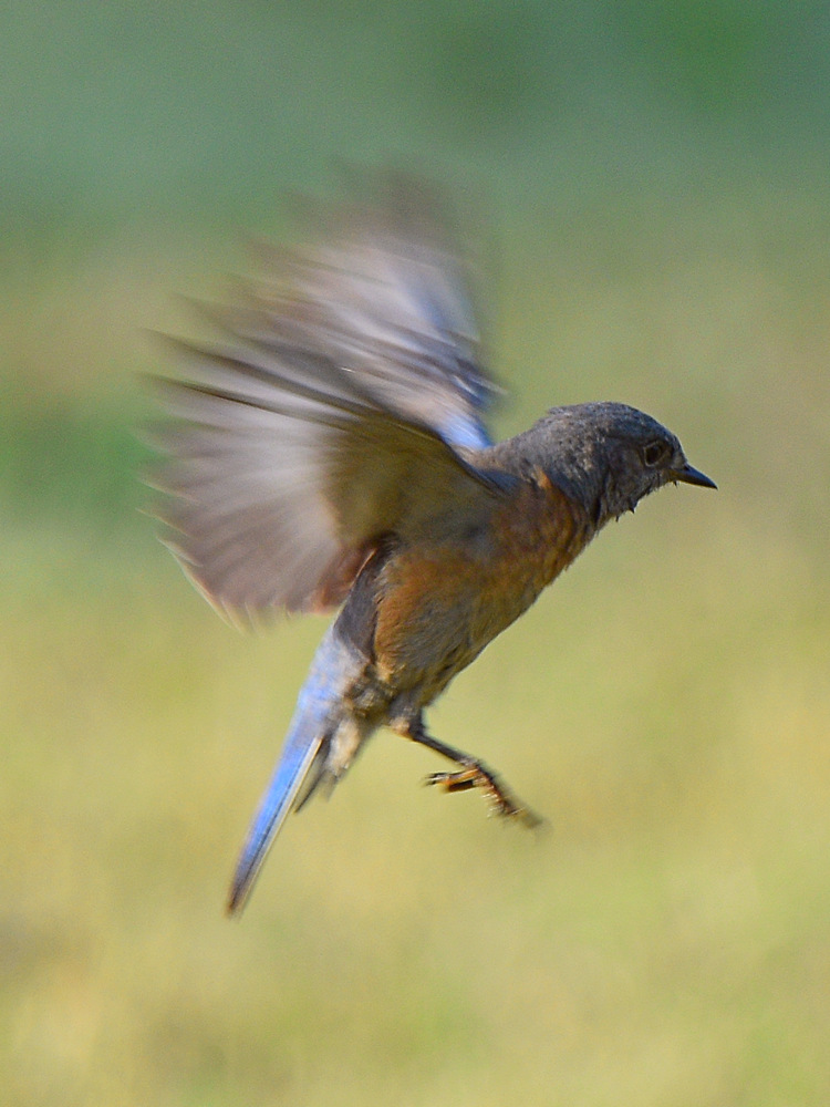 Bluebird2.jpg