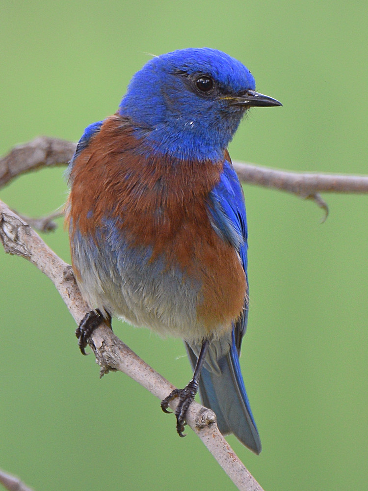 Bluebird2.jpg