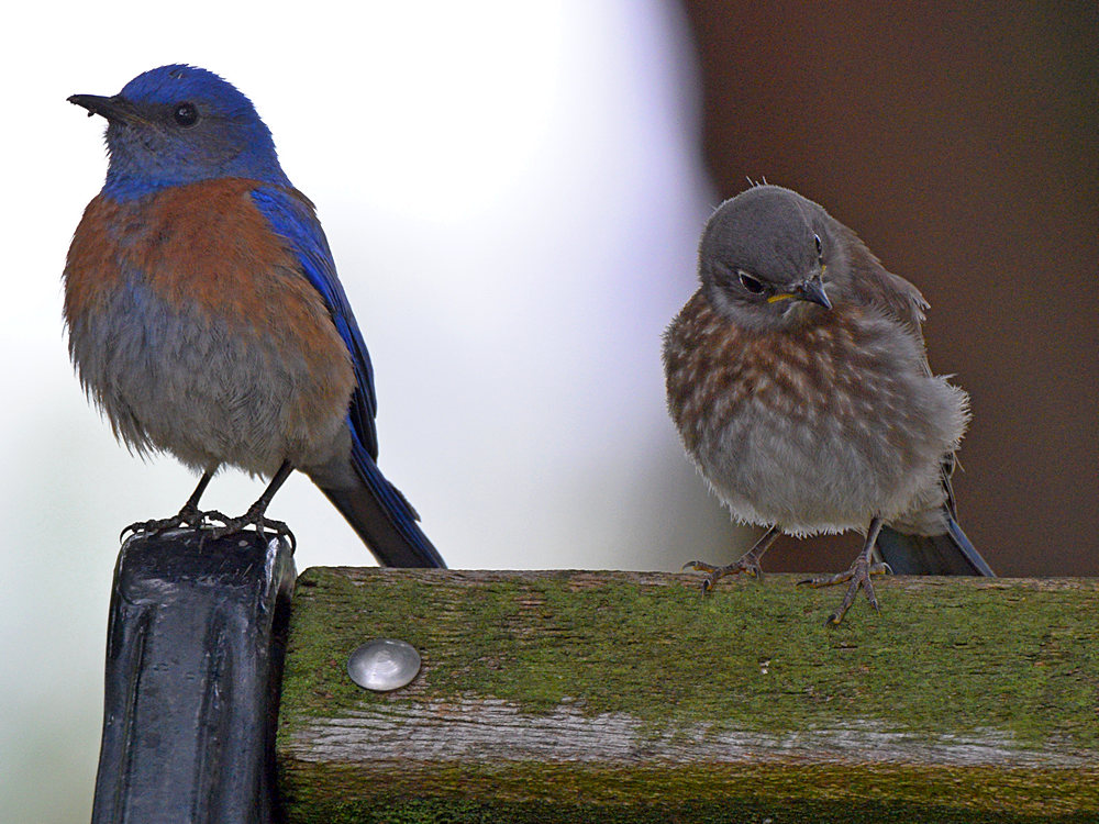 Bluebird2.jpg