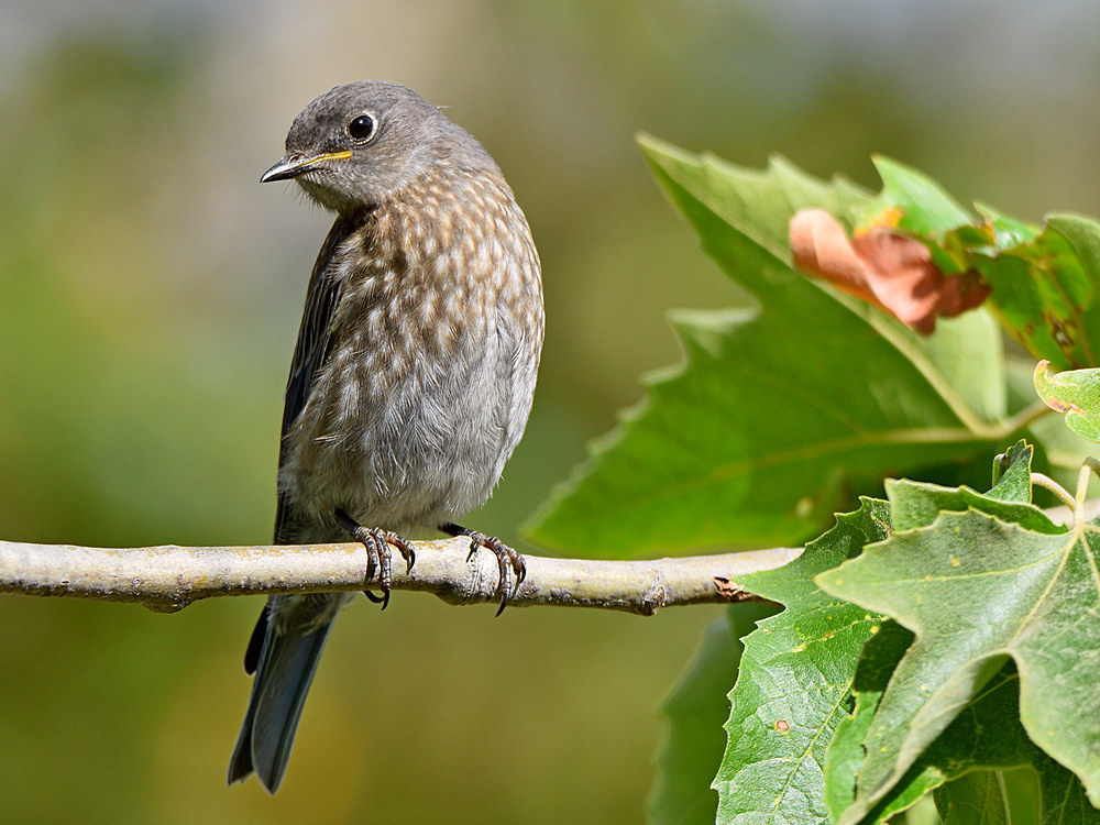 Bluebird2.jpg