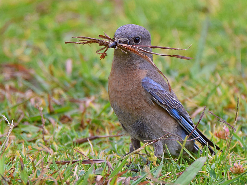 Bluebird2.jpg