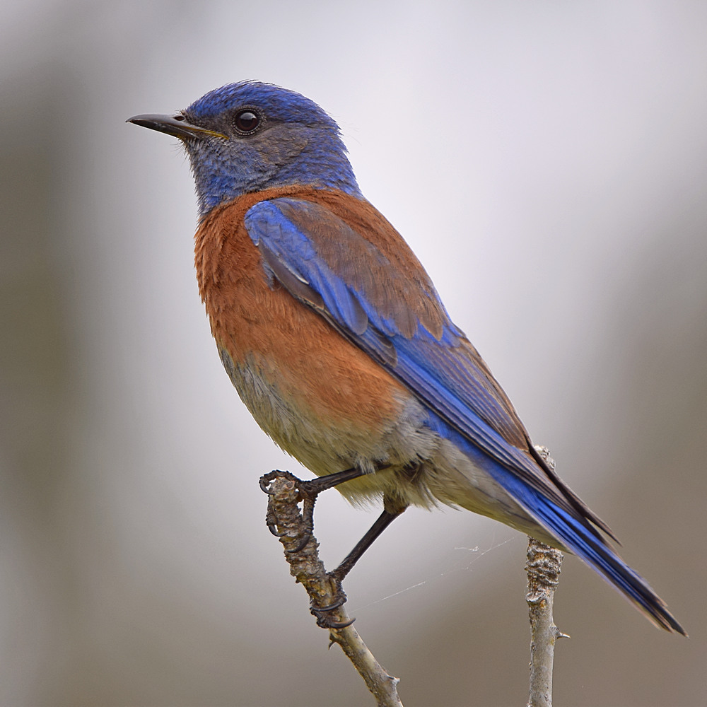 Bluebird2.jpg