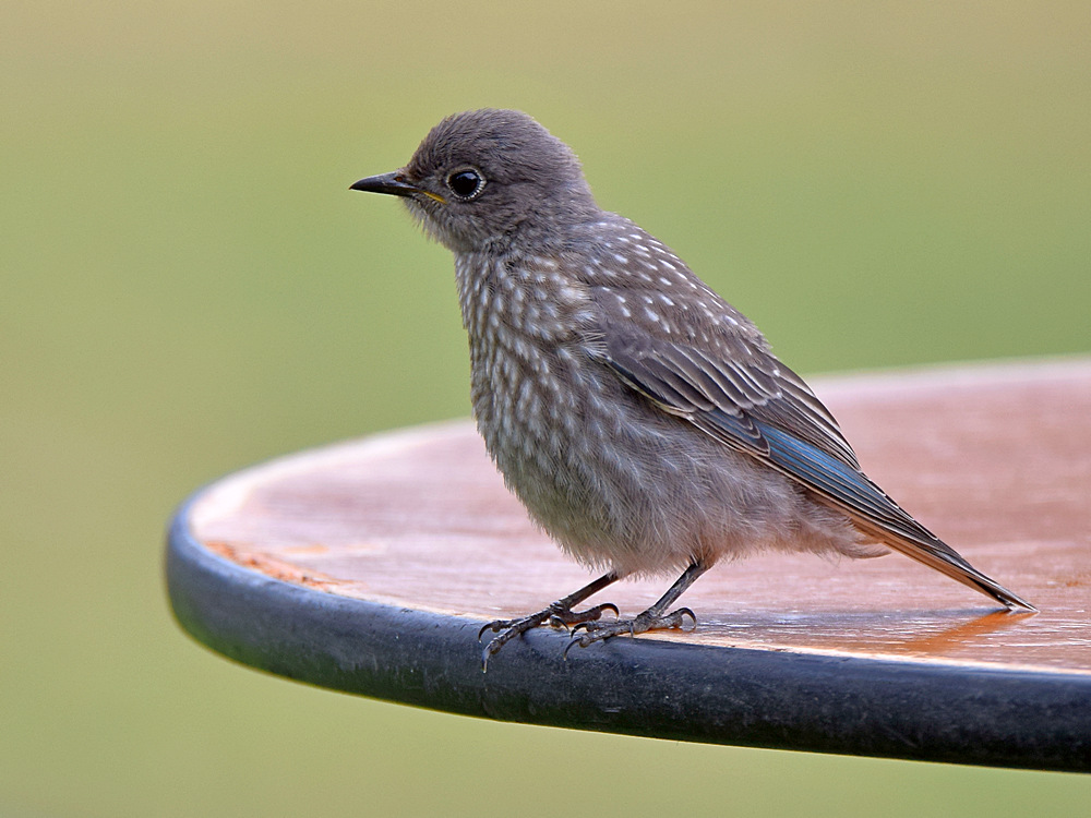 Bluebird2.jpg
