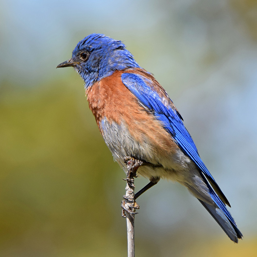 Bluebird2.jpg