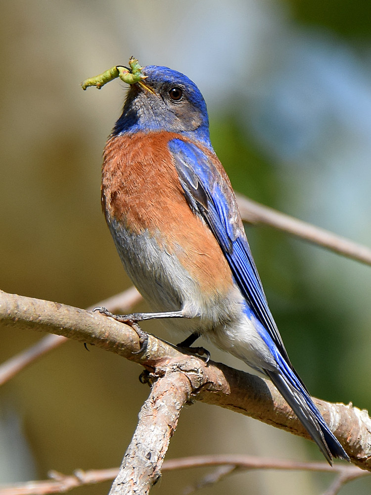 Bluebird2.jpg