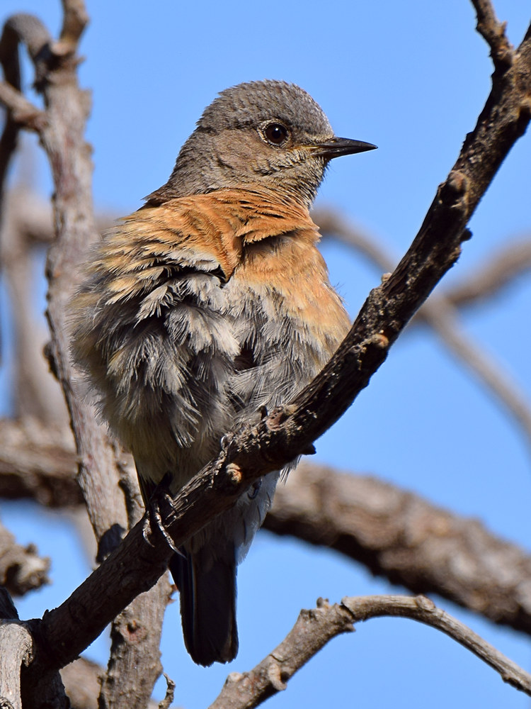 Bluebird2.jpg