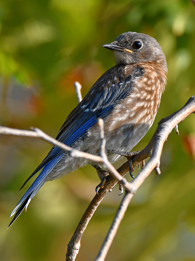 Bluebird2.jpg