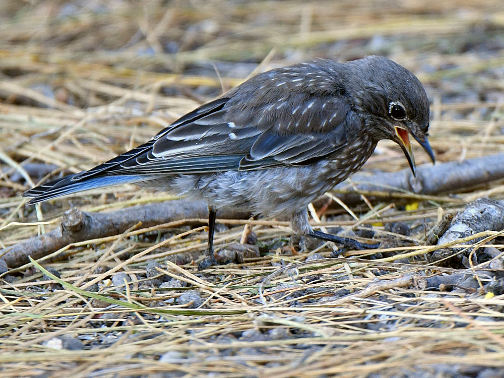 Bluebird2.jpg