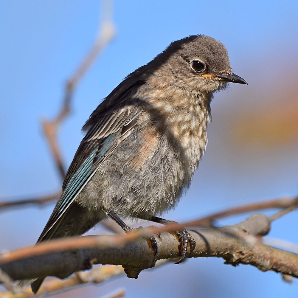 Bluebird2.jpg