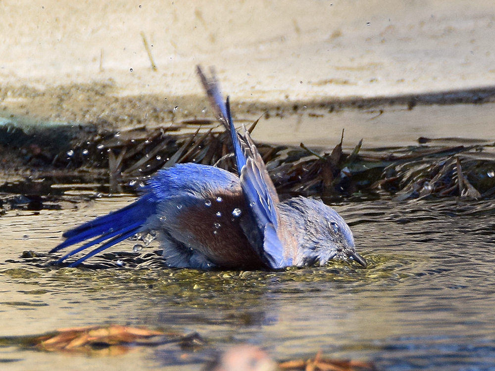 Bluebird2.jpg