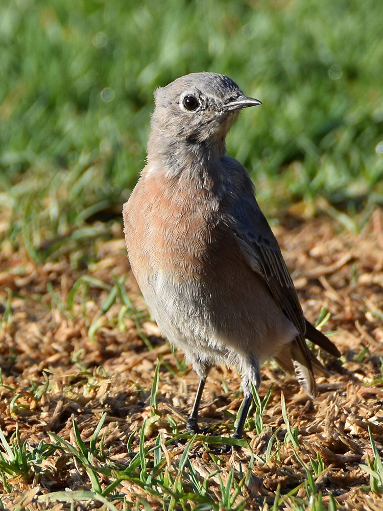 Bluebird2.jpg