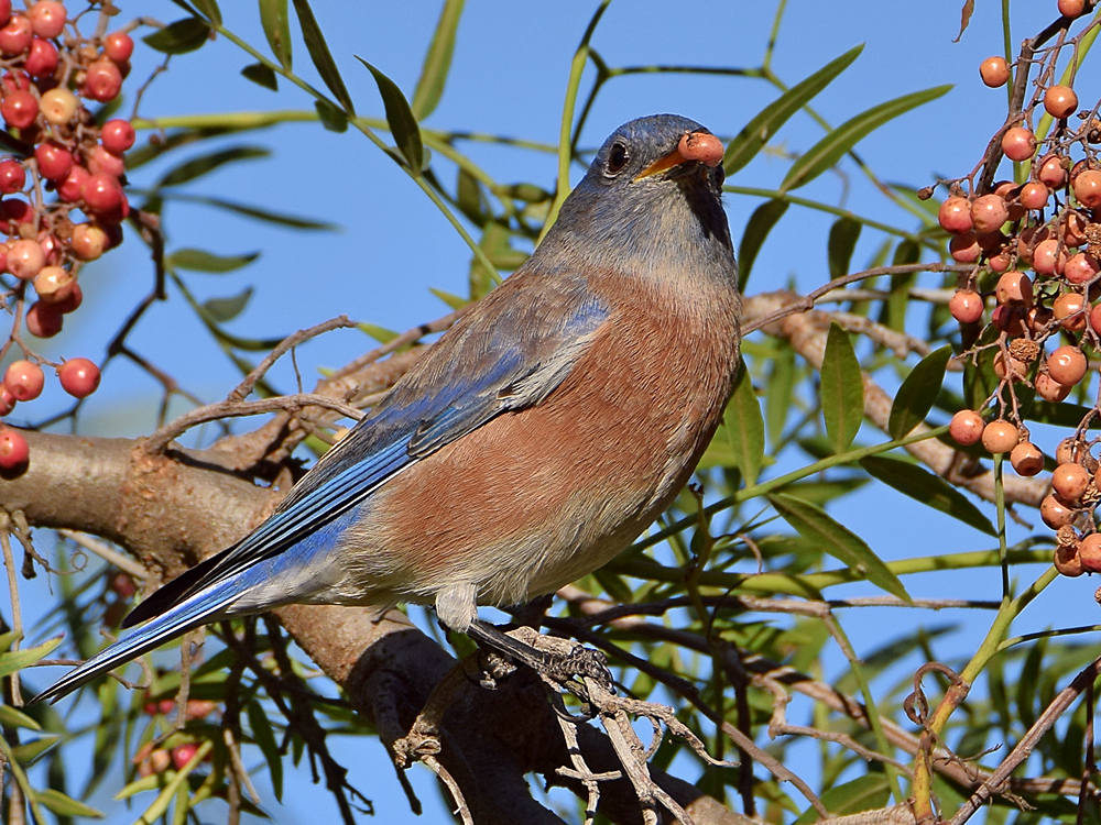 Bluebird2.jpg