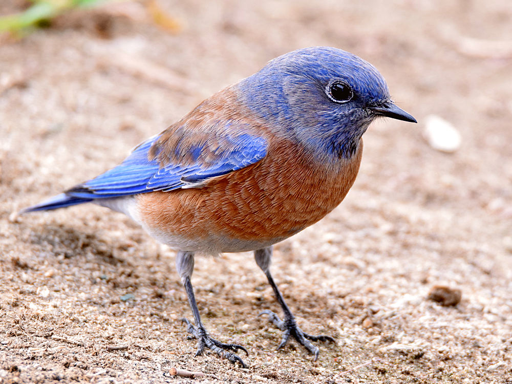Bluebird2.jpg