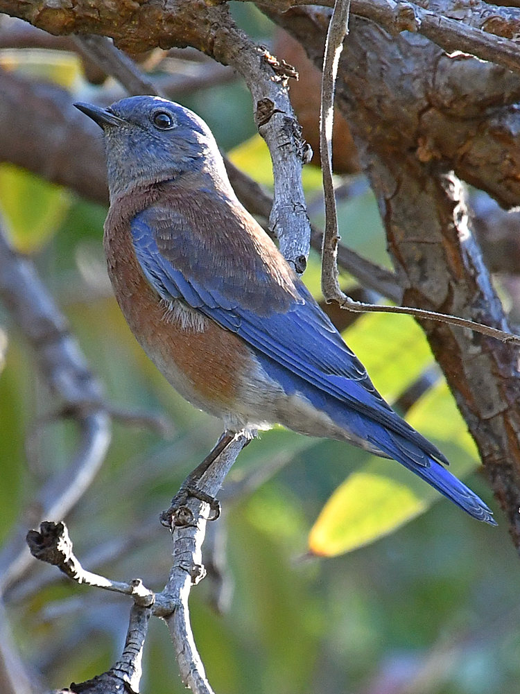 Bluebird2.jpg