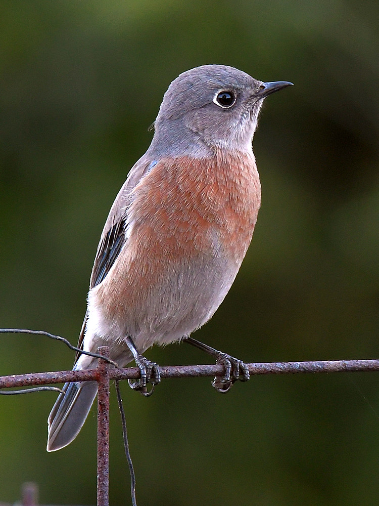 Bluebird2.jpg