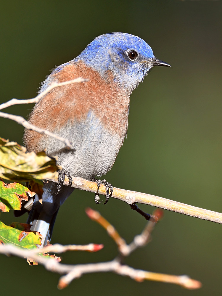 Bluebird2.jpg