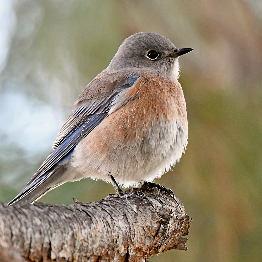 Bluebird2.jpg