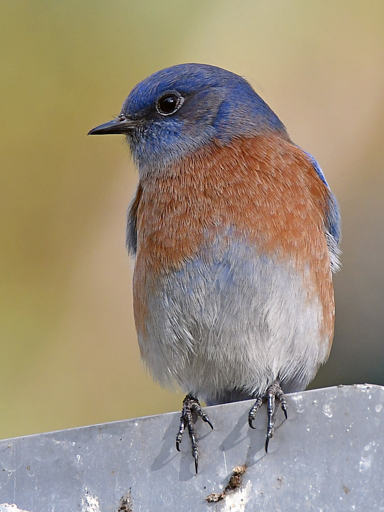 Bluebird2.jpg