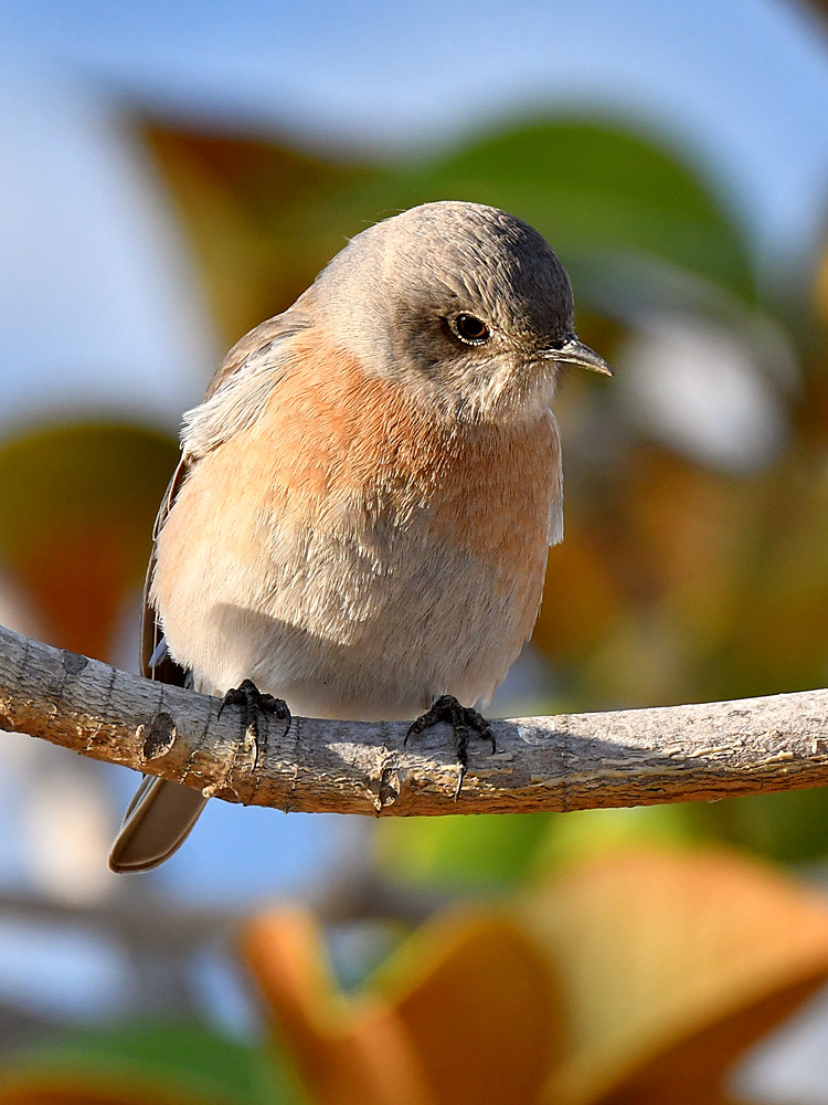 Bluebird2.jpg