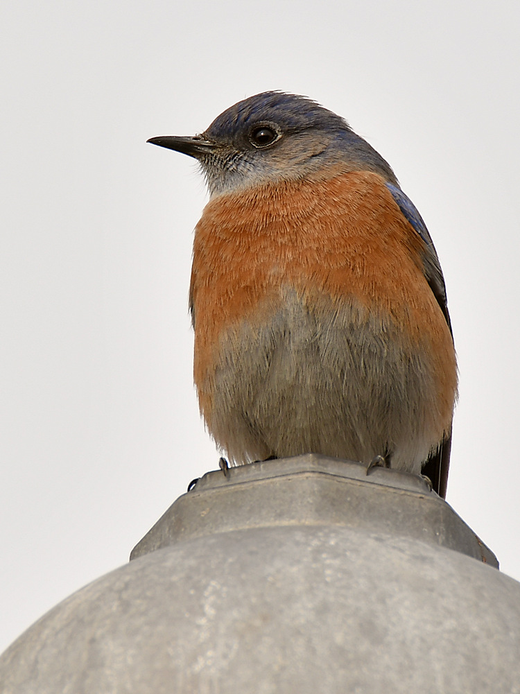 Bluebird2.jpg