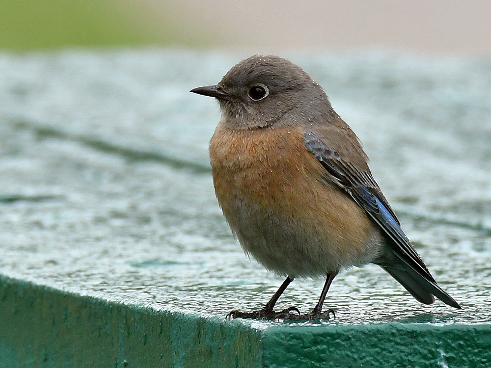 Bluebird2.jpg