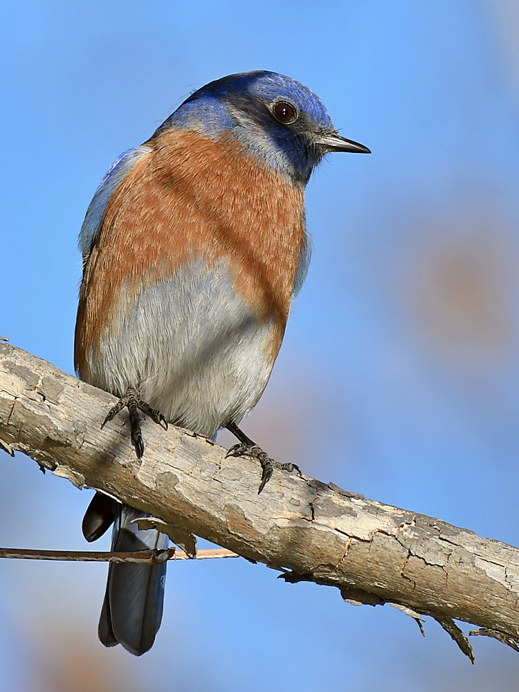 Bluebird2.jpg