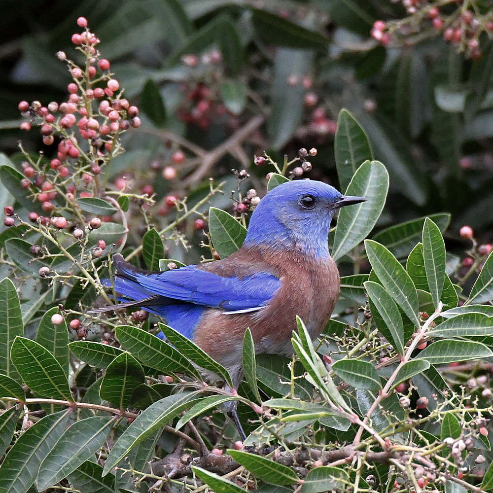 Bluebird2.jpg