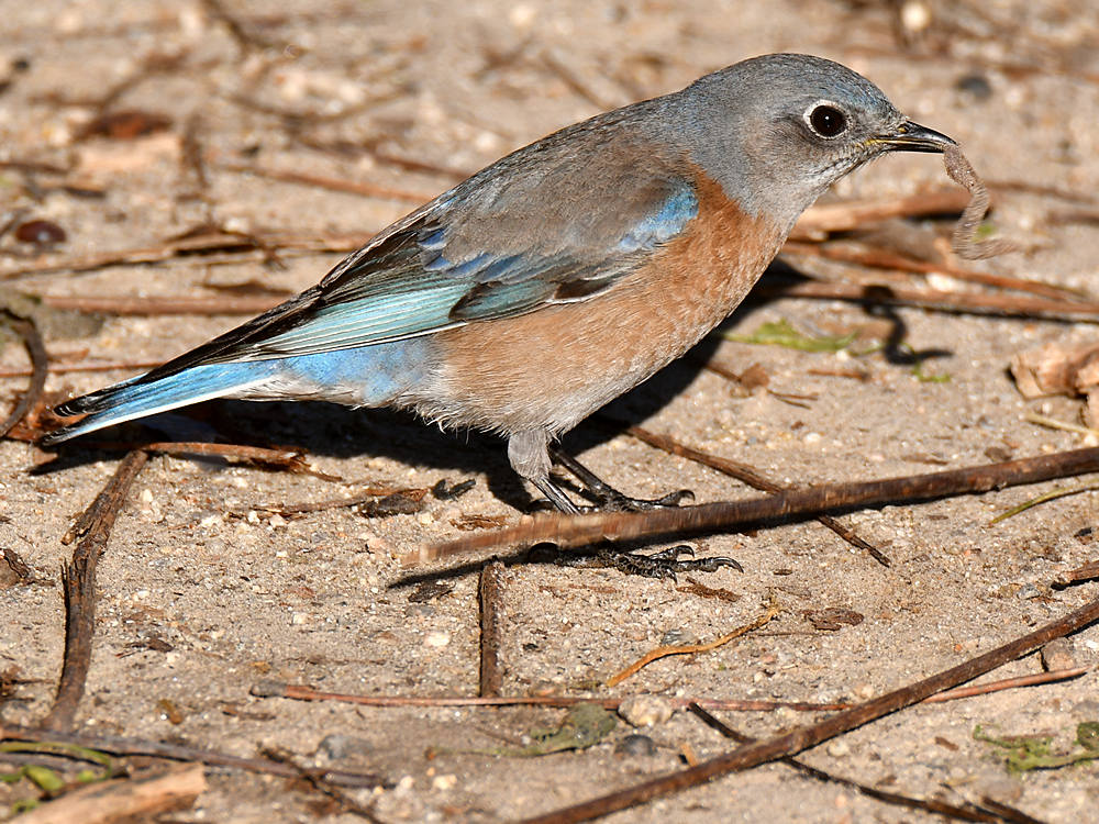 Bluebird2.jpg