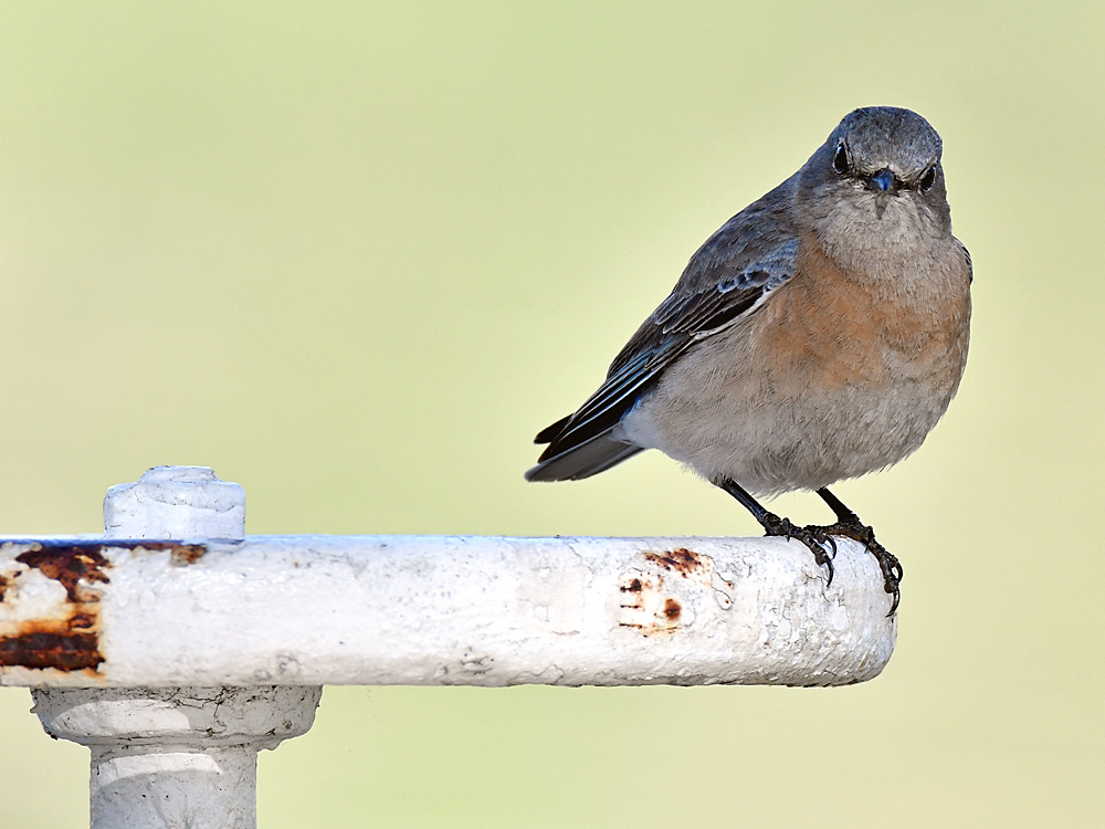 Bluebird2.jpg