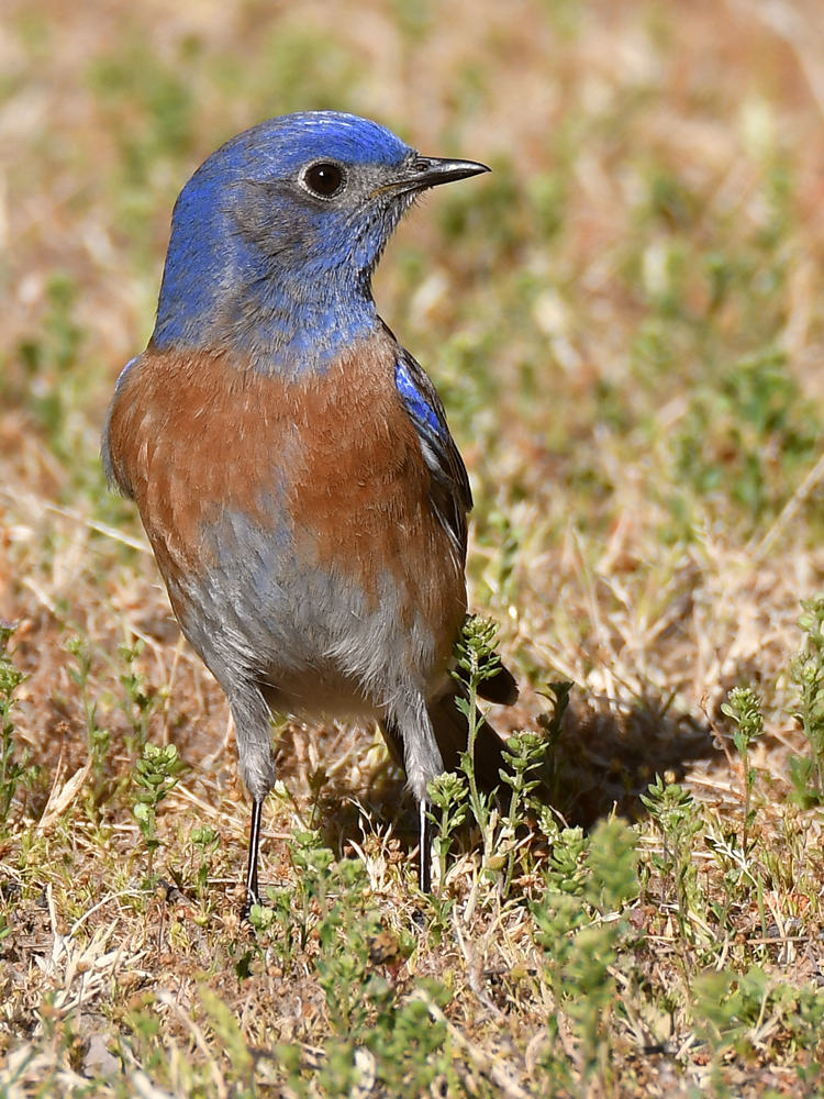 Bluebird2.jpg