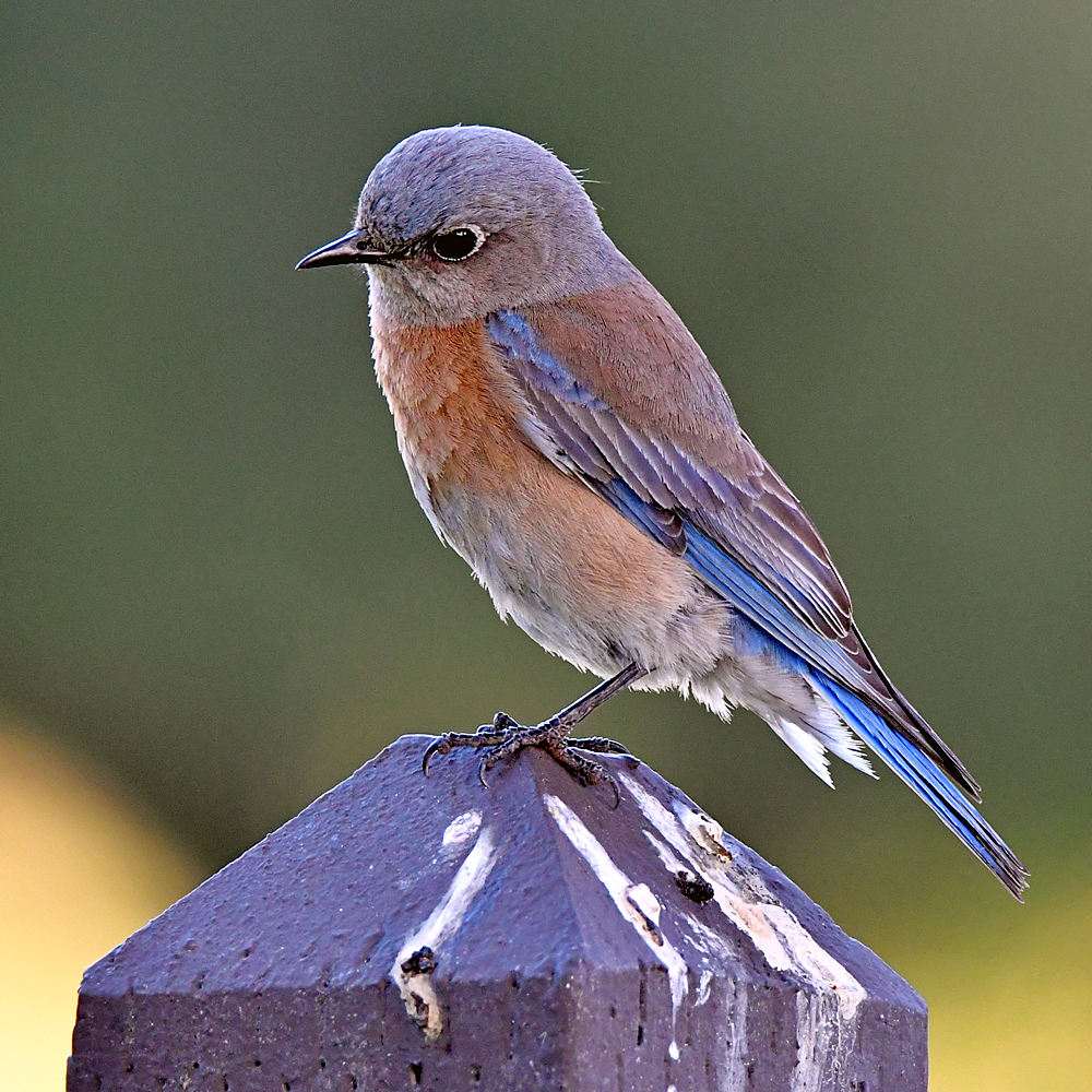 Bluebird2.jpg