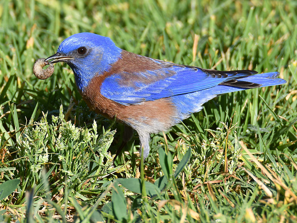 Bluebird2.jpg