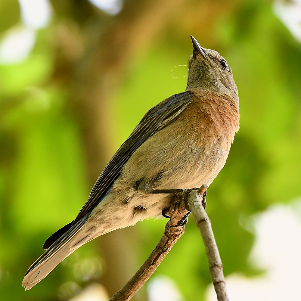 Bluebird2.jpg
