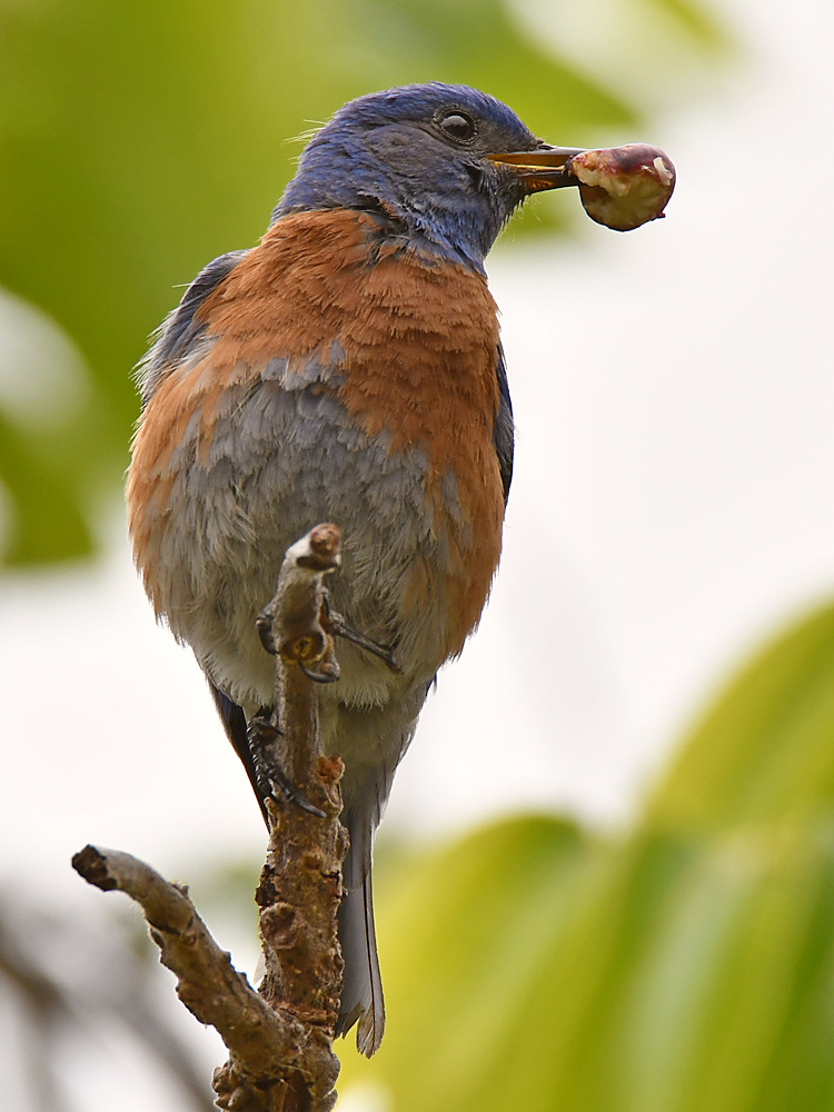 Bluebird2.jpg