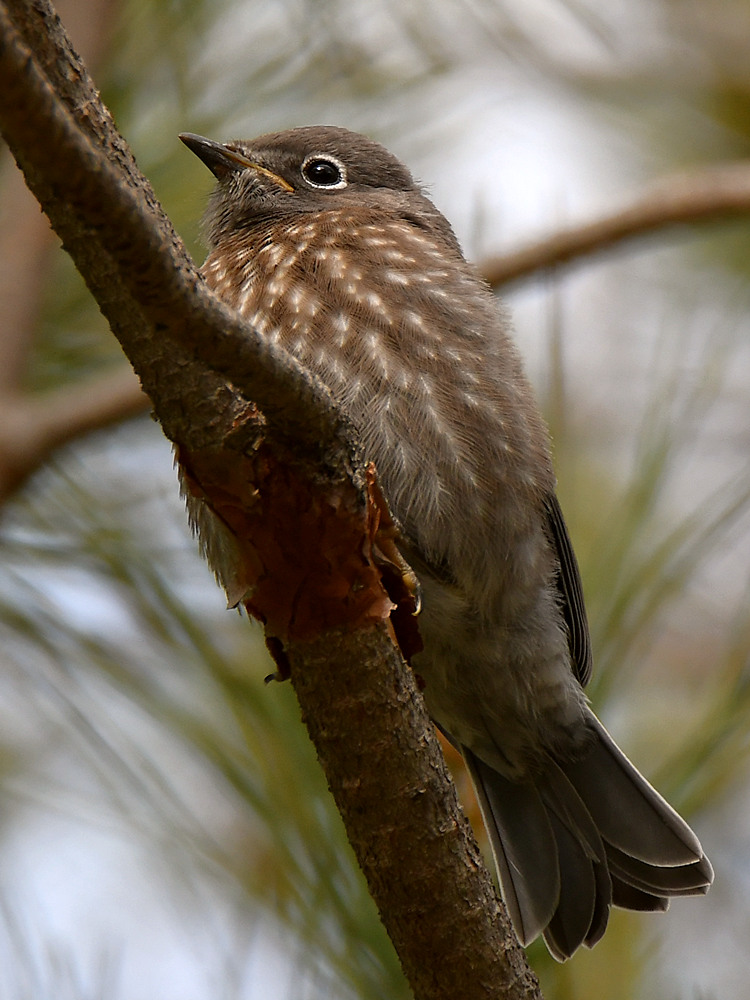 Bluebird2.jpg