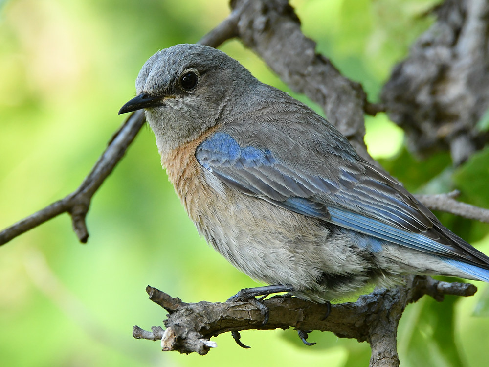 Bluebird2.jpg
