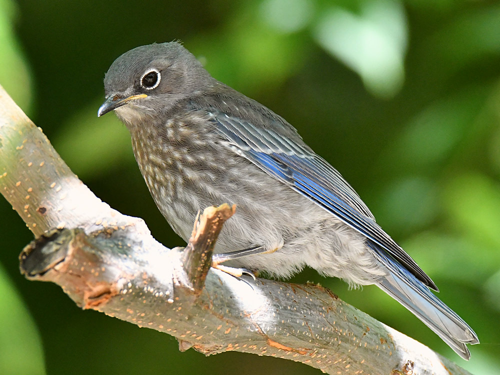 Bluebird2.jpg